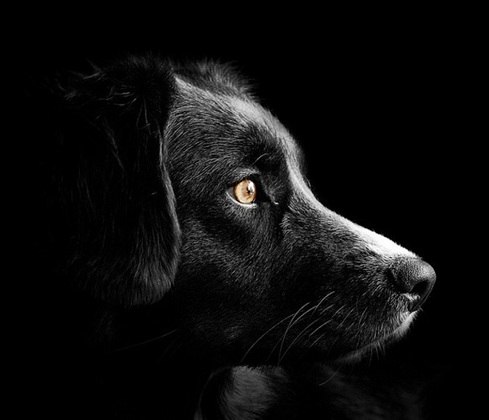 Já o segundo ponto é a inteligência adaptativa, que é a capacidade do animal de aprender coisas novas através das vivências e experiências próprias. Outro ponto é o fato dos cães conseguirem conhecer o ânimo do seu dono.