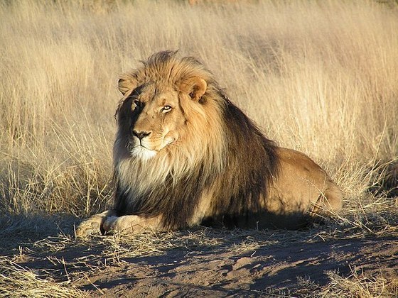 Já os leões são os grandes predadores das savanas (seu habitat mais comum), carnívoros que se alimentam de zebras, antílopes, gnus e outros animais. 