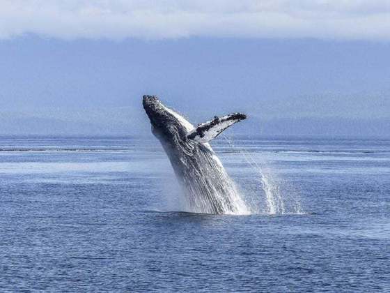 Já outros invertebrados são muito grandes, como a baleia azul, que pode ter mais de 30 metros de comprimento.