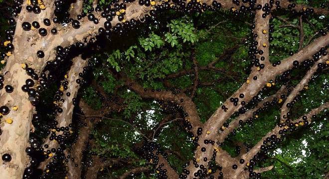 O extrato da casca da jabuticaba foi desenvolvido pelos pesquisadores