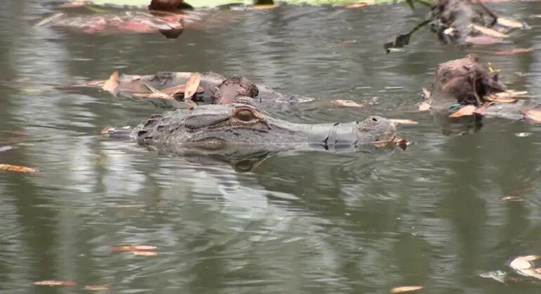 Jacaré amordaçado desde dezembro recebe apoio de moradora nos EUA