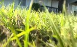 Mas agora sabemos que a lenda é real!NÃO PERCA: Porquinho sem patas traseiras aprende a andar com as dianteiras