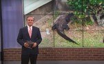 Um jacaré dos grandes foi avistado saindo de um bueiro em um condomínio do Alabama (EUA)