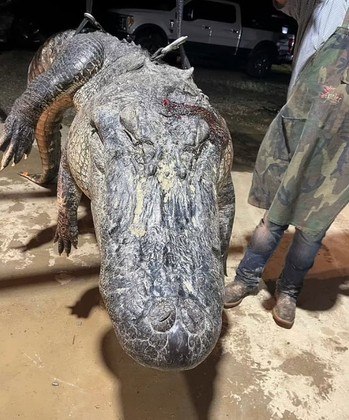 Mesmo que a licença seja cancelada após um ano, ele afirmou ao jornal Clarion Ledger que ficou feliz com uma luta tão intensa, logo no primeiro encontro autorizado, com um réptil tão bestialVALE O CLIQUE: Gata foge de funcionários de aeroporto por três semanas até finalmente ser capturada