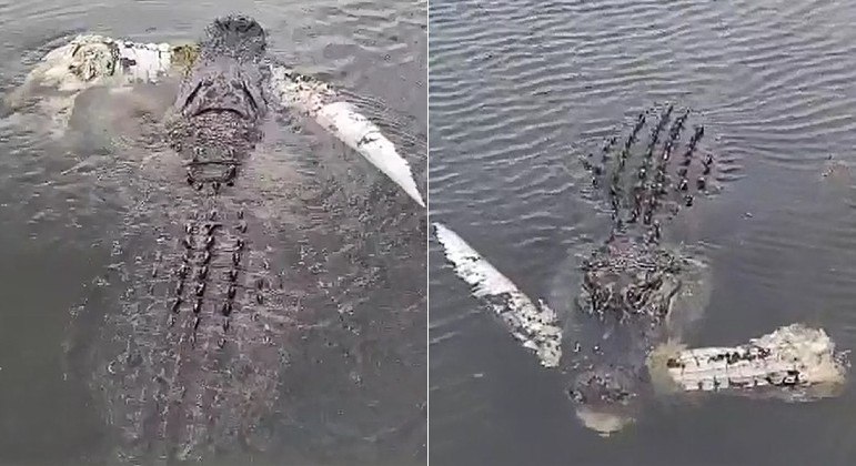 Jacaré nada enquanto abocanha a cauda em decomposição de outro jacaré