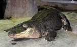 Após a morte, a pele do animal foi doada para o Darwin Museum, também de Moscou. 'Nenhum réptil do museu tem uma biografia tão rica. Ele era, sem exagero, uma lenda do zoológico e tinha visto muita coisa em sua vida', afirmou um porta-voz do museu, ao tabloide britânico Daily Mail