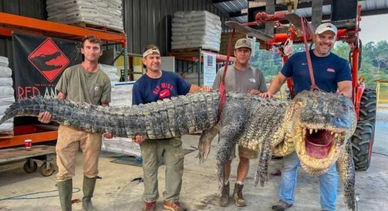 Os caçadores bateram o recorde regional de caça de jacarés