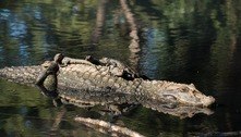 Mamãe jacaré é flagrada tomando sol com 11 filhotes na lagoa da Pampulha, em BH
