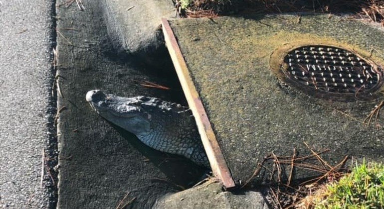 Jacaré enorme foi flagrado à espreita em bueiro da cidade de Venice, na Flórida