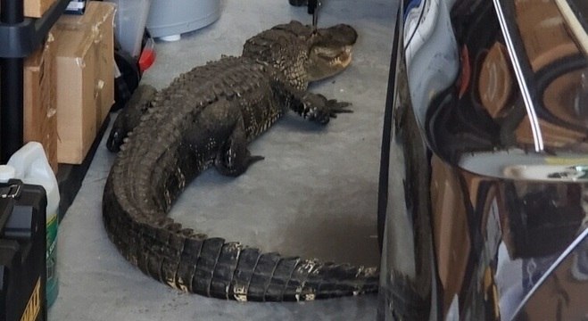 Jacaré de cerca de 2 metros foi encontrado em uma garagem na Flórida
