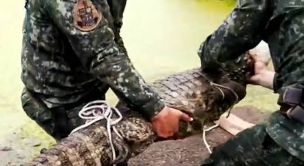 Quatro policiais ambientais retiraram jacaré do lago