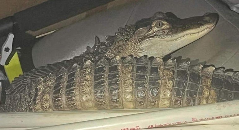 Este animal estava no banco do carona de um criminoso procurado