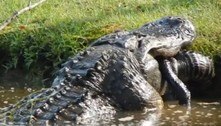 Jacaré mastiga companheiro, em cena digna de filme de terror