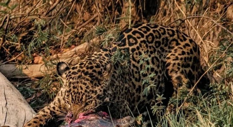 Onça-pintada fêmea detonou jacaré em parque de Mato Grosso