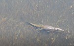 O peixe foi identificado como um tubarão-cabeça-chata, que chega a 3,5 m. Já o crocodilo tinha cerca de 5 m. Após os dois se olharem, cada animal seguiu a própria rotaNÃO PERCA: Desequilíbrio! Tigre cerca cidade, ataca moradores e causa pânico