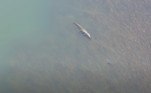 O flagrante foi feito no rio Ord, no norte da Austrália Ocidental. Há poucos metros dali, diversas crianças e adultos nadavam tranquilamenteLEIA MAIS: Monolito misterioso está no deserto há pelo menos 4 anos, diz teoria