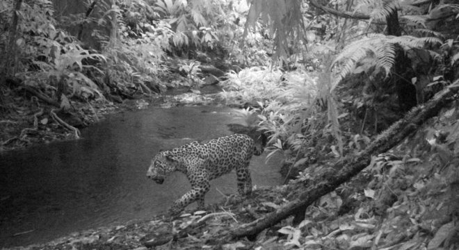 Os jaguares mantêm o equilíbrio do ecossistema, mantendo a população dos animais que eles caçam regulada