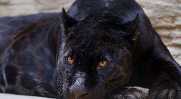 Jaguar, o que é? Origem, características e curiosidades