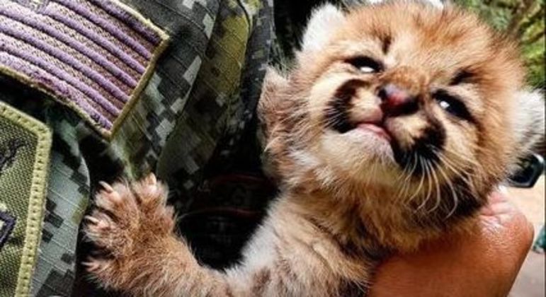 Animal foi resgatado sem ferimentos e encaminhado para um zoológico do município