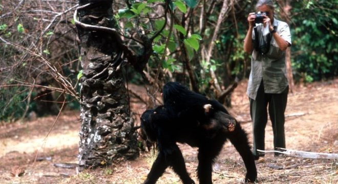 Goodall conseguiu estabelecer um relacionamento próximo com o grupo animal em Gombe