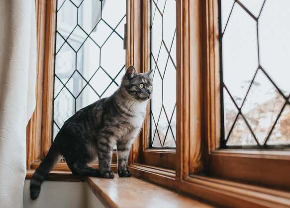 Janelas com telas são importantes para quem tem um gato em casa