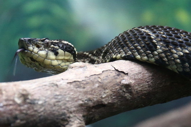 Os cientistas do Instituto de Química, da Unesp (Universidade Estadual Paulista Júlio de Mesquita Filho), descobriram que essa cobra assustadora pode ajudar no desenvolvimento de um remédio para combater a covid-19. Isso porque o veneno da Jararacuçu, em laboratório, conseguiu diminuir a capacidade de reprodução do SARS-CoV-2 em 75%