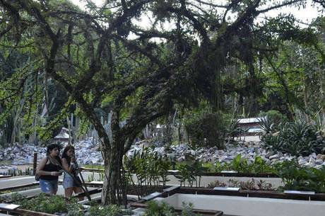 Quase 40% das plantas do mundo estão ameaçadas
