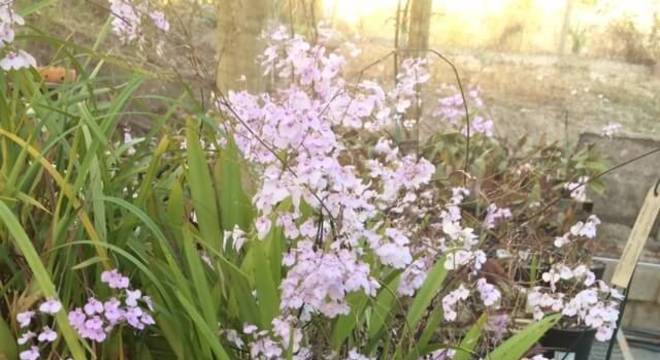 Jardim com mini orquídeas espécies