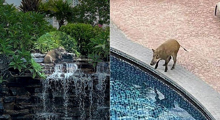 Javali invadiu um clube de elite em Hong Kong e ocupou a cascata de uma piscina até ser detido