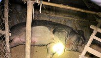 Aposentado é morto por javali gigante de 120 kg que adotou para não viver sozinho (Reprodução/Daily Star)