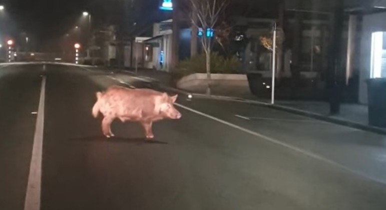 Porco selvagem foi flagrado no meio de rua em cidade da Nova Zelândia