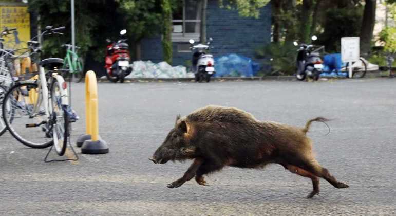Animais invadem cidades e propriedades rurais em várias regiões da Europa