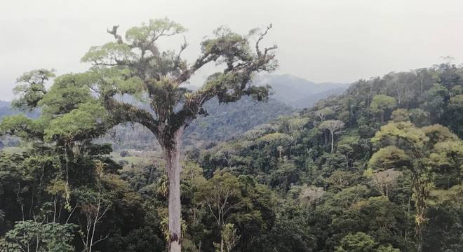 O jequitibá de Camacã, na Bahia, é considerado atualmente a maior árvore da Mata Atlântica, com 58 metros de altura e 13,6 metros de circunferência do tronco, medida a 1,3 metro do solo 