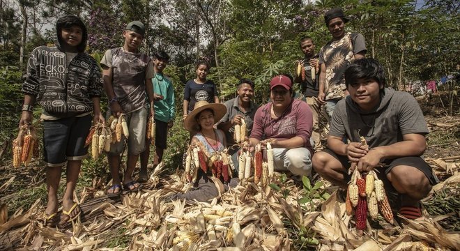 Jera Guarani, liderança da aldeia Kalipety, de chapéu (ao centro) durante colheita de milho