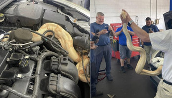 Jiboia albina com 2,5 metros de comprimento é encontrada em motor (Montagem/R7, com Reprodução/Facebook/Russell Cavender)