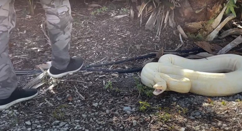 Família fica apavorada ao encontrar rara cobra albina no quintal