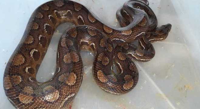 Proprietário do animal não tinha licenciamento do Ibama