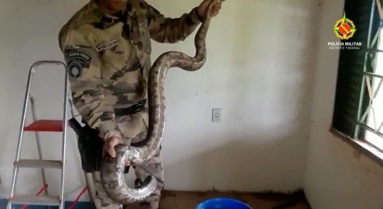 A serpente tem aproximadamente 2 metros
