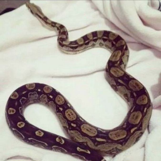 Esta é a simpática Bo, que escapou da casa onde mora