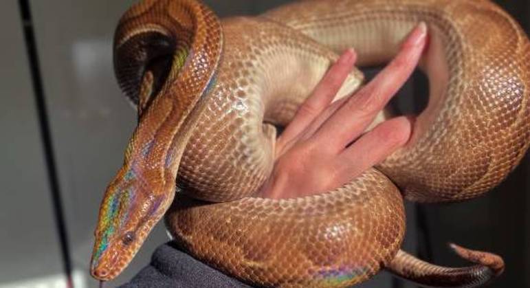 A dona do animal afirma que revirou a casa e não acredita que Sylas esteja no apartamento