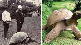 La edad de la tortuga Jonathan, el animal terrestre más antiguo, en 190 – Noticias