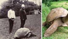 Tartaruga Jonathan, o mais velho dos animais terrestres, faz 190 anos
