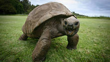 Tartaruga-gigante de 190 anos é declarada a mais velha da história