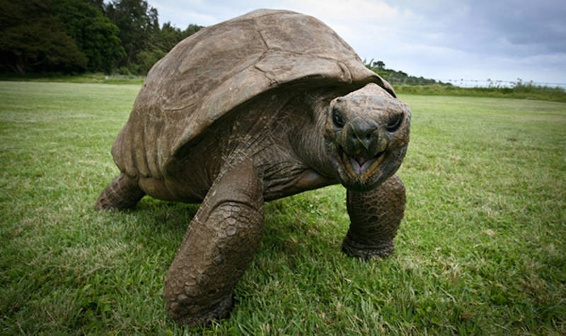 World Turtles é um construtor de colônias nas costas de uma tartaruga  gigante - tudoep