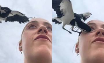 Jovem leva bicada de ave dentro do olho durante gravação de vídeo; assista (Montagem/R7, com Reprodução/TikTok/@jadesarah99)