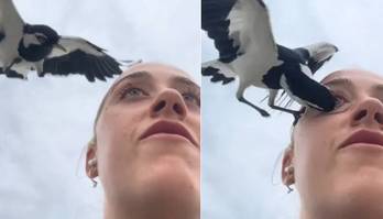 Jovem leva bicada de ave dentro do olho durante gravação de vídeo (Montagem/R7, com Reprodução/TikTok/@jadesarah99)