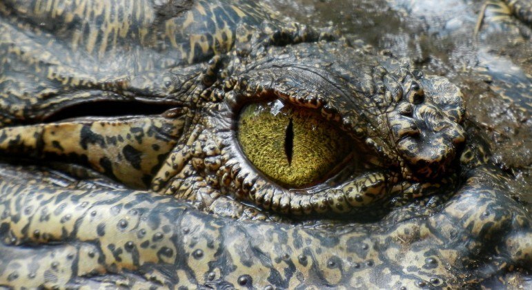 Jovem lutou contra crocodilo para salvar a irmã de 9 anos de idade