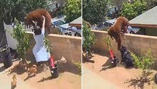 Jovem derruba ursa de muro para defender cachorros de estimação