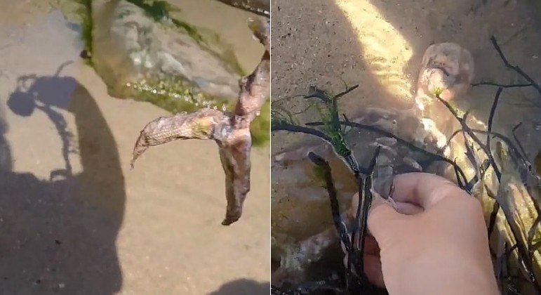 TikToker sugere ter se deparado com esqueleto de sereia em praia dos EUA