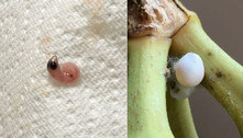 Jovem afirma ter encontrado ovo de lagarto em cacho de banana 